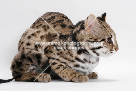 Brown Spotted Tabby Asian Leopard Cat, 8 months old