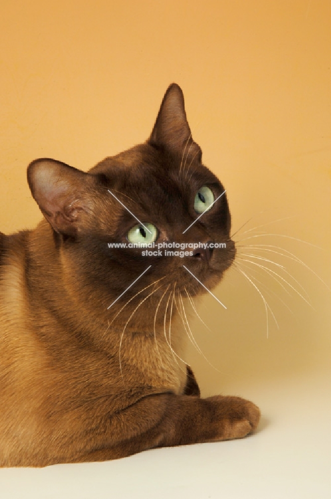 chocolate burmese cat, portrait