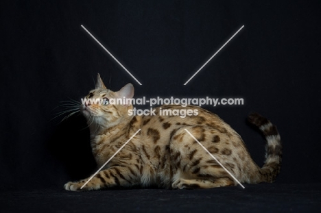 Bengal cat crouched, studio shot on black background