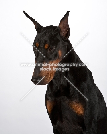 Dobermann in studio, looking down