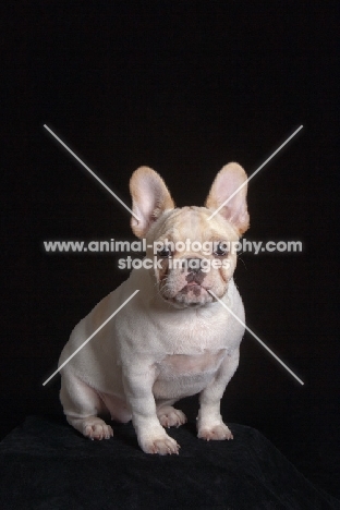 young French Bulldog on black background