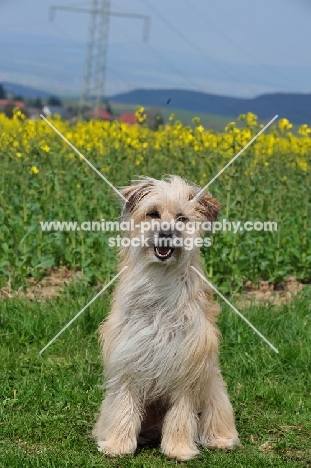 Pyrenean Sheepdog