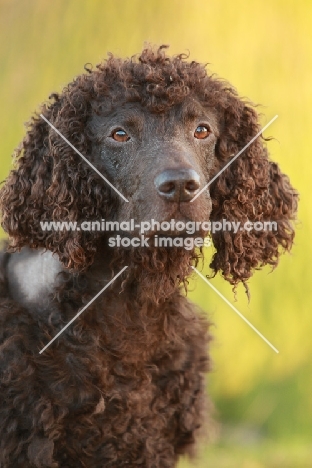 Irish Water Spaniel head study, looking away