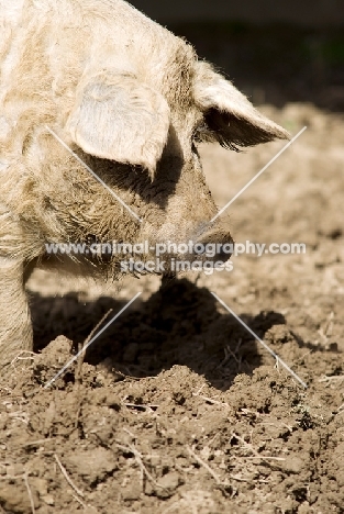 Mangalitza (aka curly-hair hog)