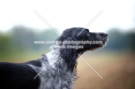 profile shot of a black and white English Setter standing in a field