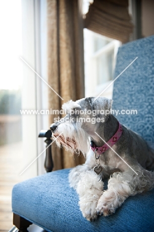 miniature schnauzer on chair