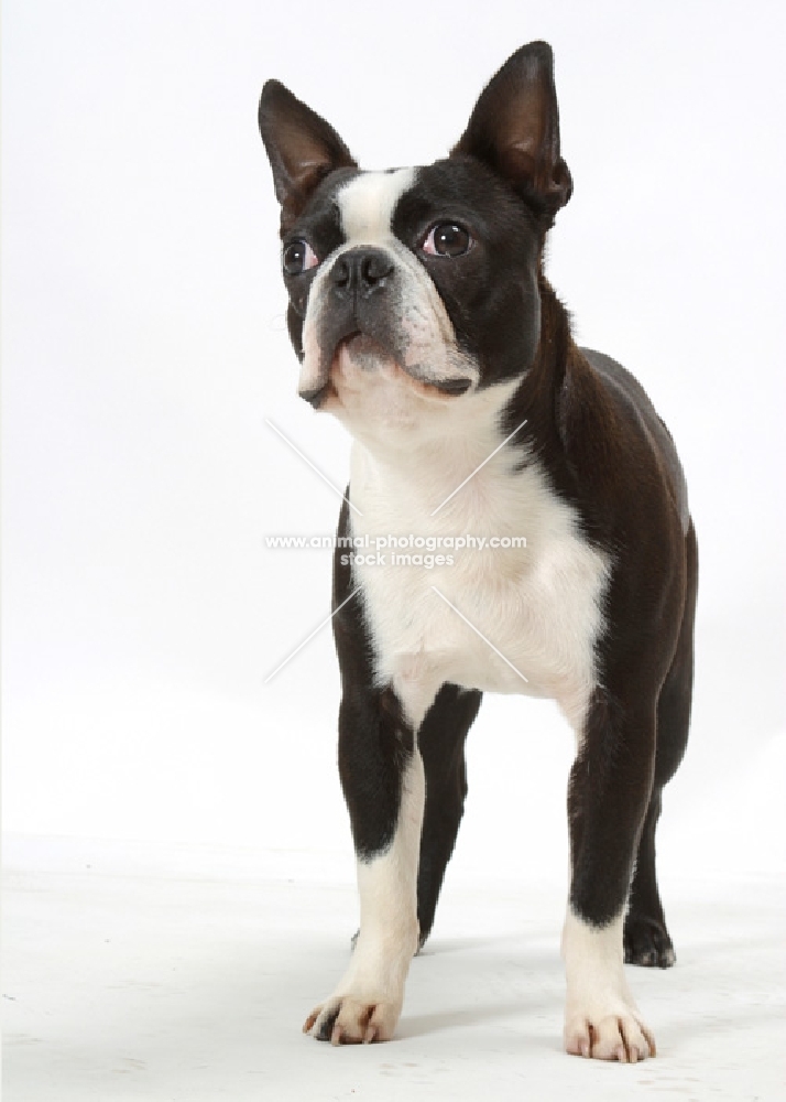 Australian Champion Boston Terrier standing on white background