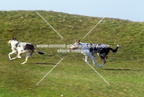 two smooth collies galloping feet in the air