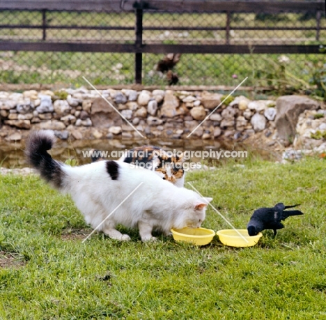 two cats and a bird eating and drinking together