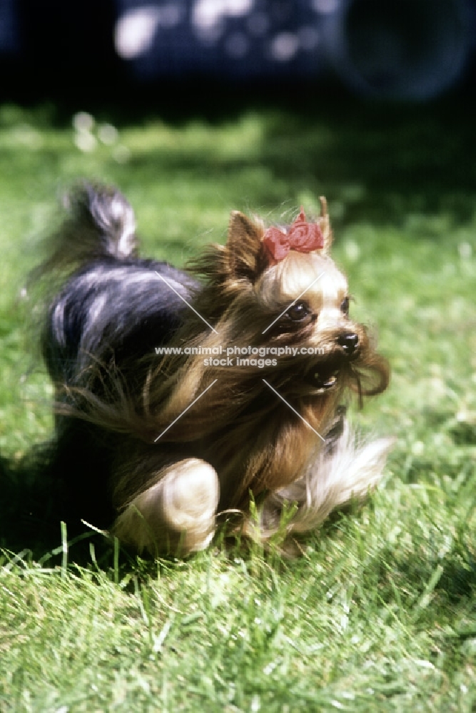 ch ozmillion dedication, yorkshire terrier dashing purposefully