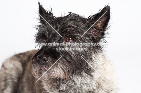 Cairn Terrier headshot