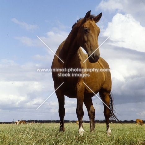old type holstein mare, low angle view 