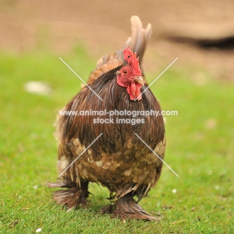 Pekin Bantam chicken