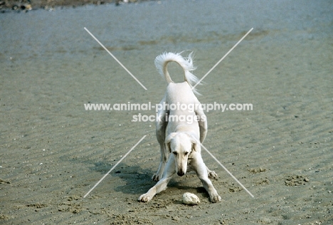 saluki from burydown, play bow  with a stone on the beach