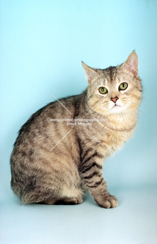 silver spotted Manx cat, sitting down