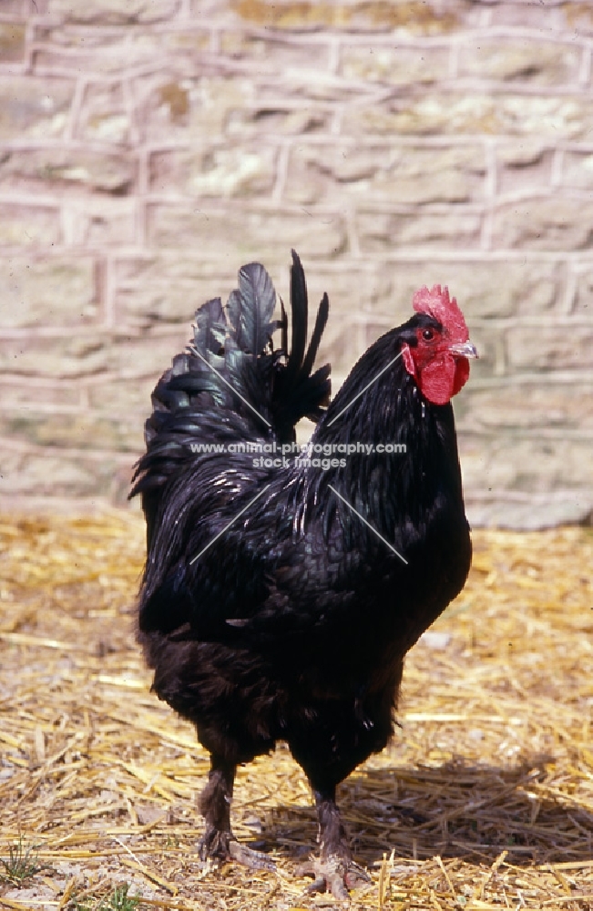 langshan chicken front view