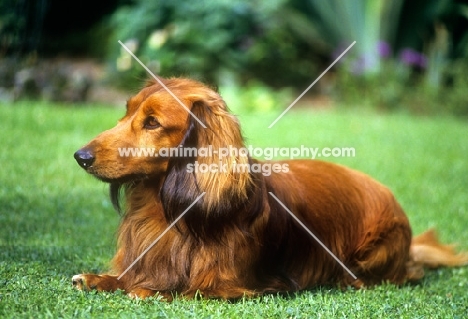long haired dachshund in a garden