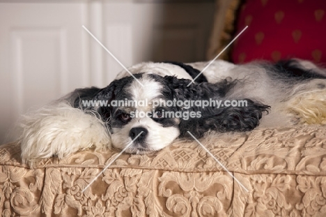 Cocker Spaniel on bed