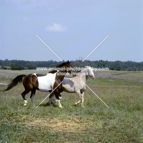 teeter totter, pinto, trotting with friend in usa