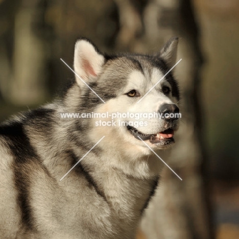 Alaskan Malamute head study