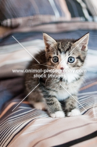 kitten on bed