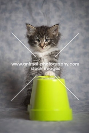 norwegian forest kitten balancing on a green vase