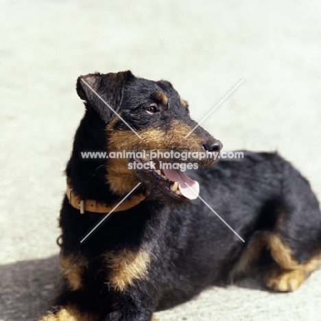 von der dachsberg ,german hunt terrier, head study