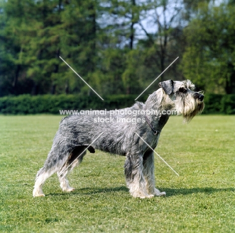 side view of standard schnauzer