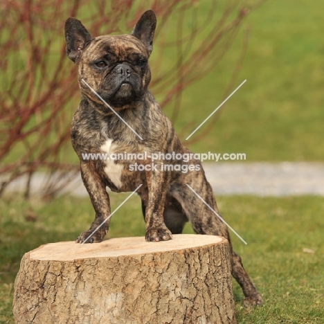 French Bulldog standing on tree stump