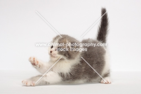 playful Scottish Fold kitten