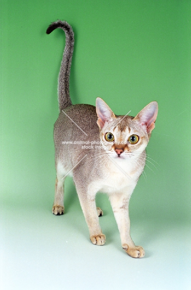 Singapura cat on green background