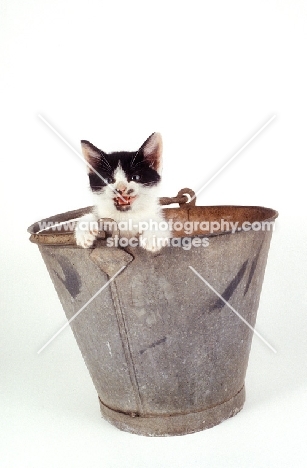 black and white kitten in a bucket