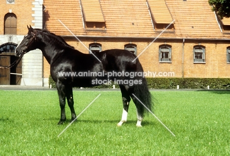 hanoverian stallion, lombard, at celle 