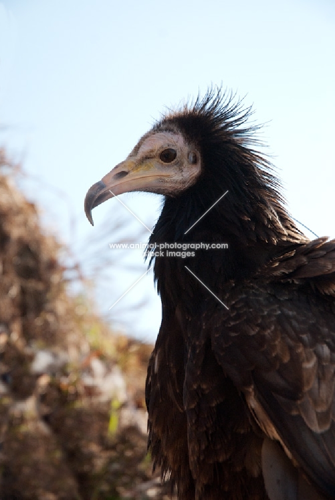 young Egyptian vulture