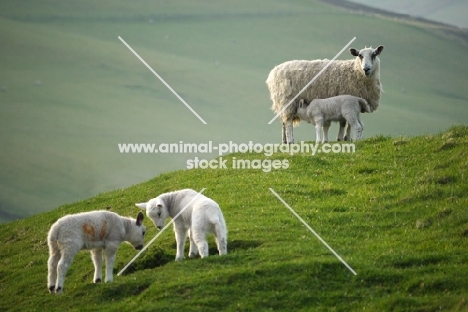 Texel Crossand Suffolk cross lambs