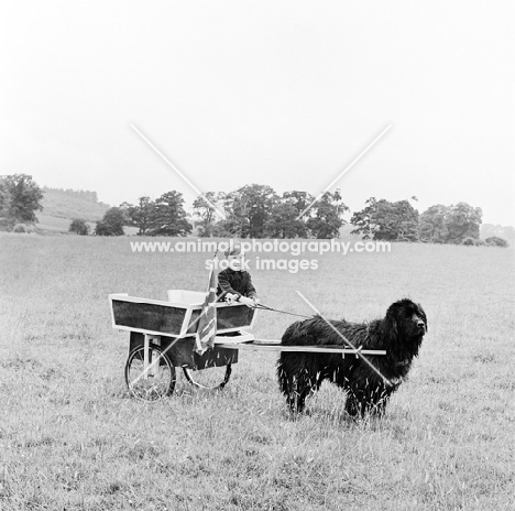 newfoundland harnessed to a cart with a child driving