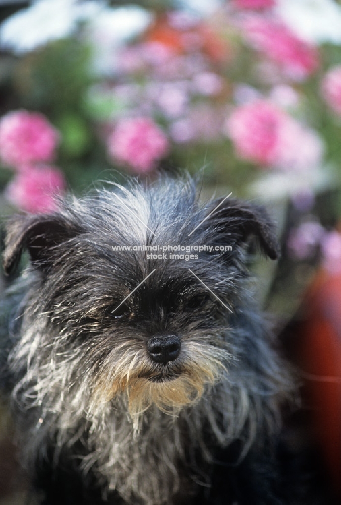 tonsarne naughty nellie, affenpinscher portrait