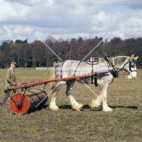 shire horse on harness