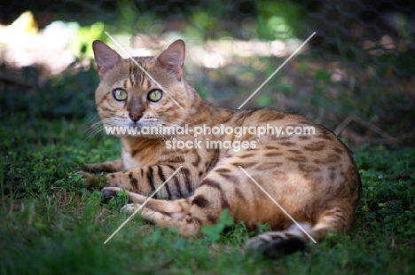 Bengal cat resting in the grass, champion Mainstreet Full Throttle of Guru