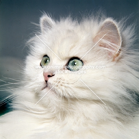 chinchilla cat watching