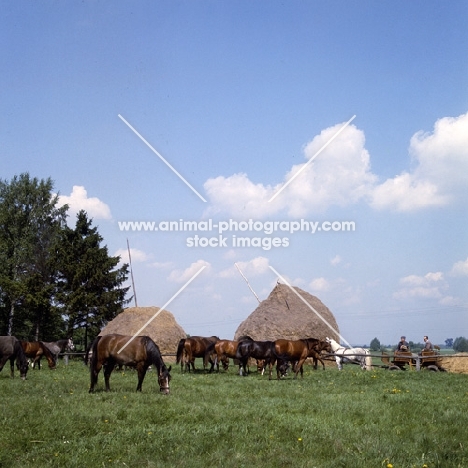 group of Polish Arabs grazing at janow podlaski stud 