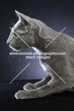 Russian Blue profile