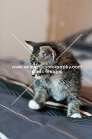 non pedigree kitten on bedding