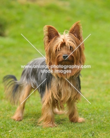 Yorkshire Terrier