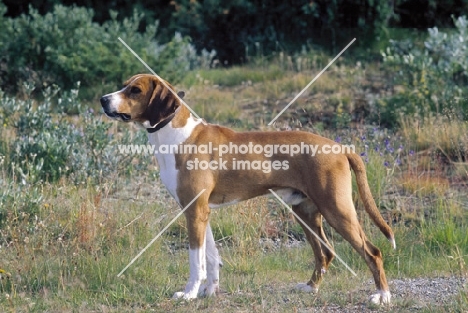 Hygenhund, Norwegian hound breed in Norwegian Mountains