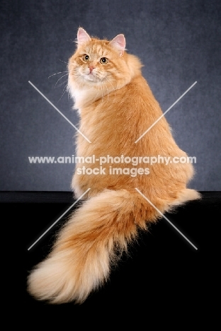 Siberian cat, back view