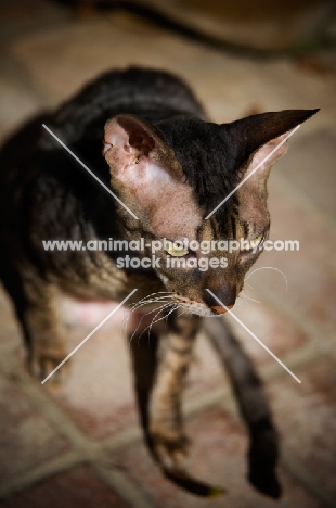 Cornish Rex