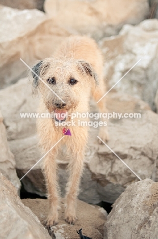 Lurcher standing on rocks