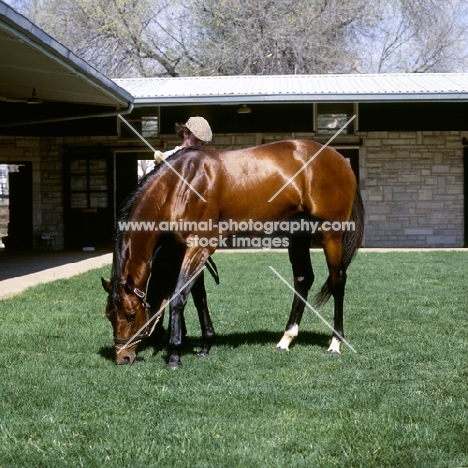 wajima, thoroughbred, grazing with handler, at spendthrift farm, kentucky