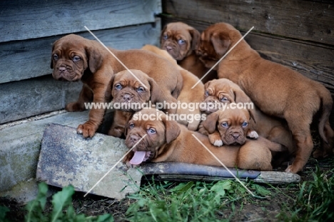 group of seven Dogue de Bordeaux puppies